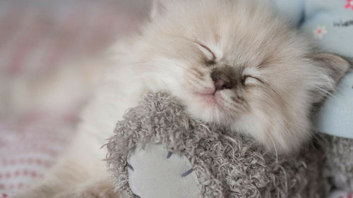 Année du U : Quels noms de chats pour 2023 ?