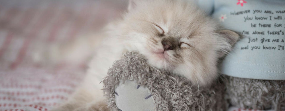 Année du U : Quels noms de chats pour 2023 ?