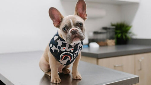 un petit chien à poils courts chez le vétérinaire