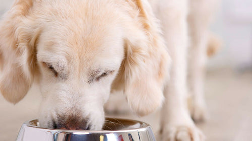 Le chien peut-il manger les pommes de terre ?