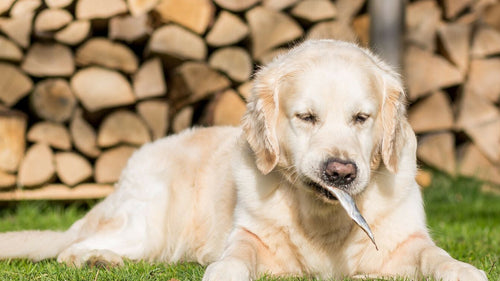 Pourquoi donner de l’huile de poisson à votre chien ?