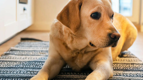 Reconnaitre les signes de grossesse nerveuse de la chienne