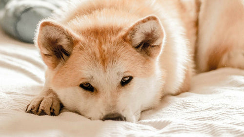 Crise d’épilepsie chez le chien : diagnostic et traitement