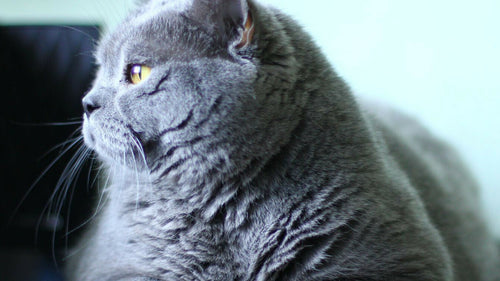 Comment faire maigrir mon chat en surpoids ?