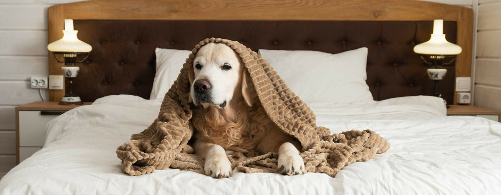 9 races de chiens de taille moyenne que vous allez adorer