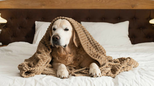 9 races de chiens de taille moyenne que vous allez adorer