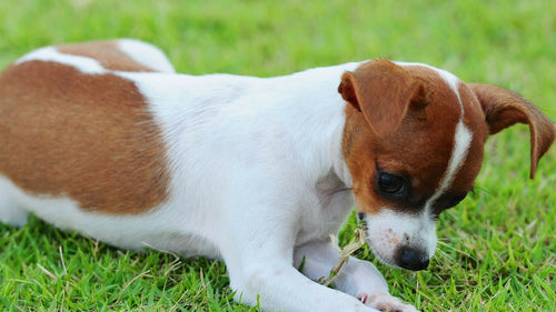 Pourquoi mon chien mange de l’herbe ?