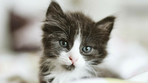 Quels noms de chats avec la lettre T choisir pour 2022 ?