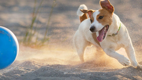 Le Guide Complet du Jack Russell Terrier : Caractère, Santé et Éducation