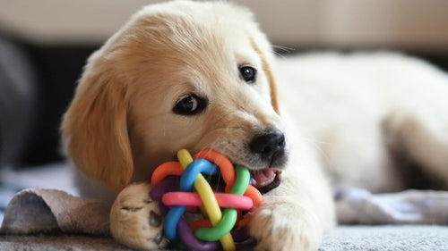 Le Golden Retriever