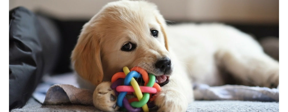 Le Golden Retriever