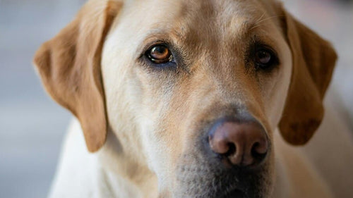 labrador retriever jaune crème clair