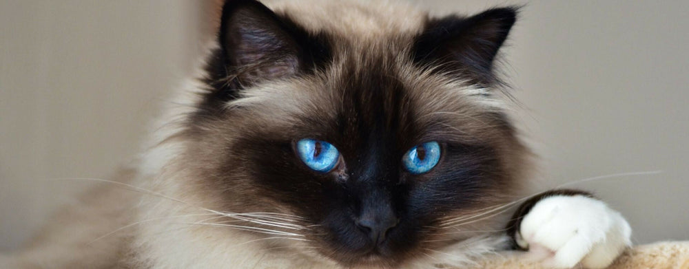 Les besoins du chat stérilisé