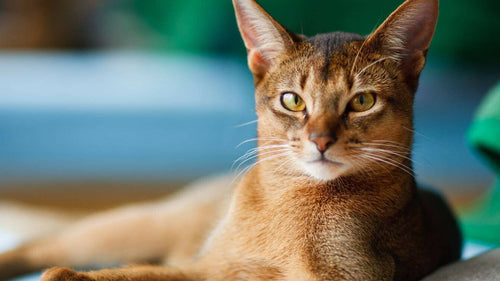 Les 10 plus belles races de chats