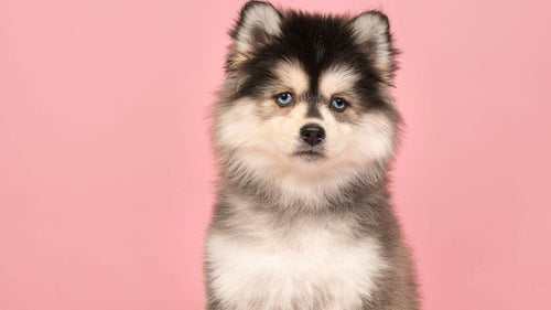 Le Pomsky : Mixte entre le Spitz Poméranien et le Husky