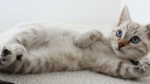 Prénoms de chats 2024 : 130 noms commençant par V, W, X, Y et Z