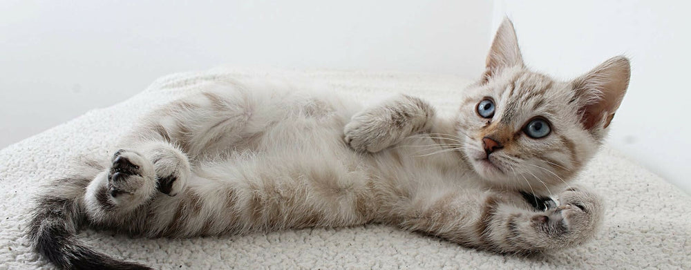 Prénoms de chats 2024 : 130 noms commençant par V, W, X, Y et Z