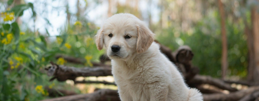 Prénoms de chiens 2024 : 100 idées de noms commençant par V