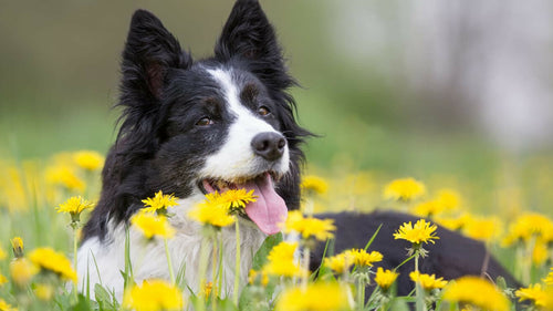 Le printemps arrive : faut-il adapter l'alimentation de mon animal ?