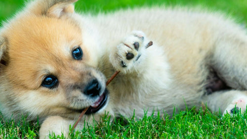 Année du U : Quels noms de chiens pour 2023 ?
