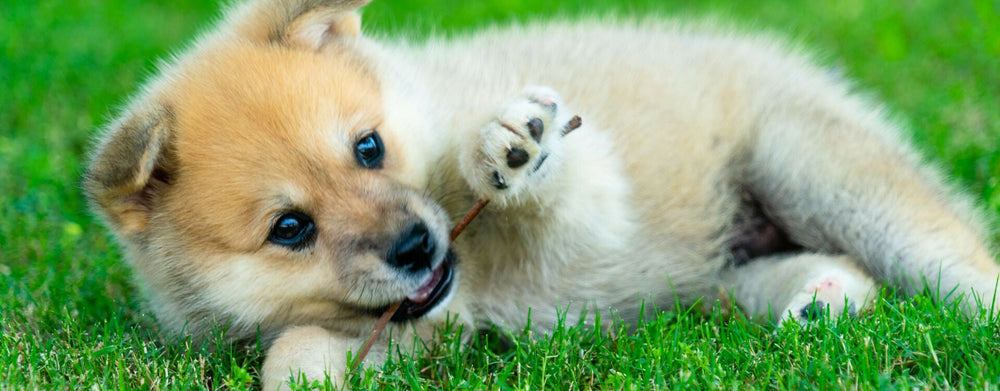 Année du U : Quels noms de chiens pour 2023 ?