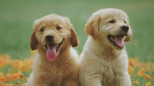 Quel prénom pour votre chien ? Nos 400+ meilleures idées