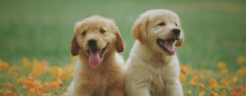 Quel prénom pour votre chien ? Nos 400+ meilleures idées