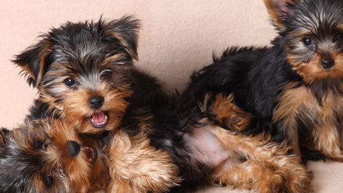 Le Yorkshire Terrier