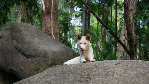 Les 10 races de chiens rares en voie d’extinction