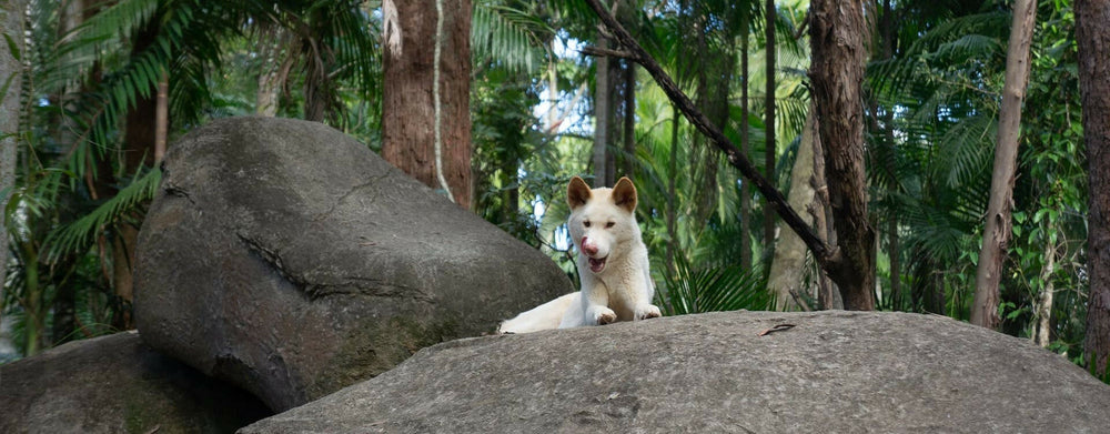 Les 10 races de chiens rares en voie d’extinction