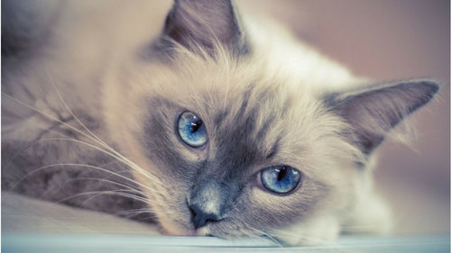 Ragdoll : Caractère, prix, santé et alimentation