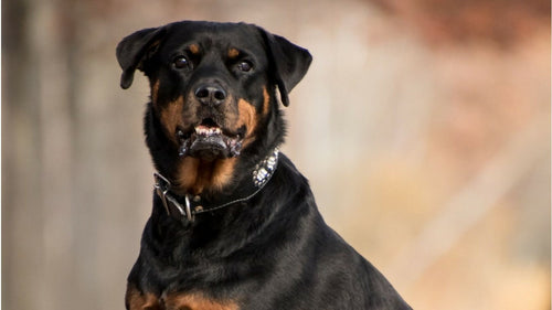 Le Rottweiler un excellent chien de garde