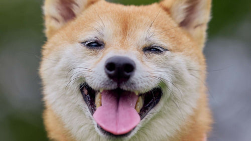 Shiba Inu – Race japonaise, caractère, soins et alimentation