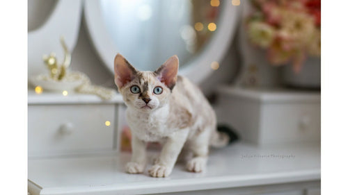 Le Devon Rex : le chat-caniche !