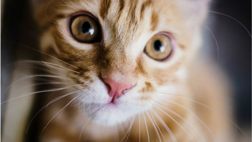 Toyger, chat à l'allure de petit tigre