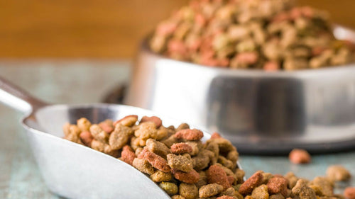 Transition alimentaire, la clé pour réussir le changement d’aliment