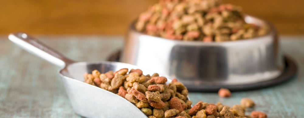 Transition alimentaire, la clé pour réussir le changement d’aliment