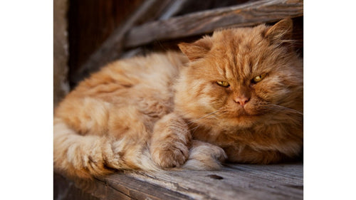Croquettes sans céréales pour chat senior : quoi choisir ?