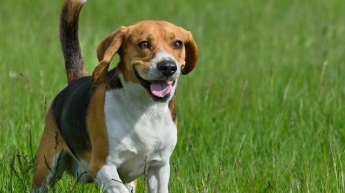 Faire du sport avec son chien, pour sa santé et la vôtre !