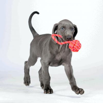 Jeune chien gris tenant un jouet en corde rose et orange dans sa bouche, marchant sur un fond clair.