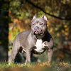 American Bully