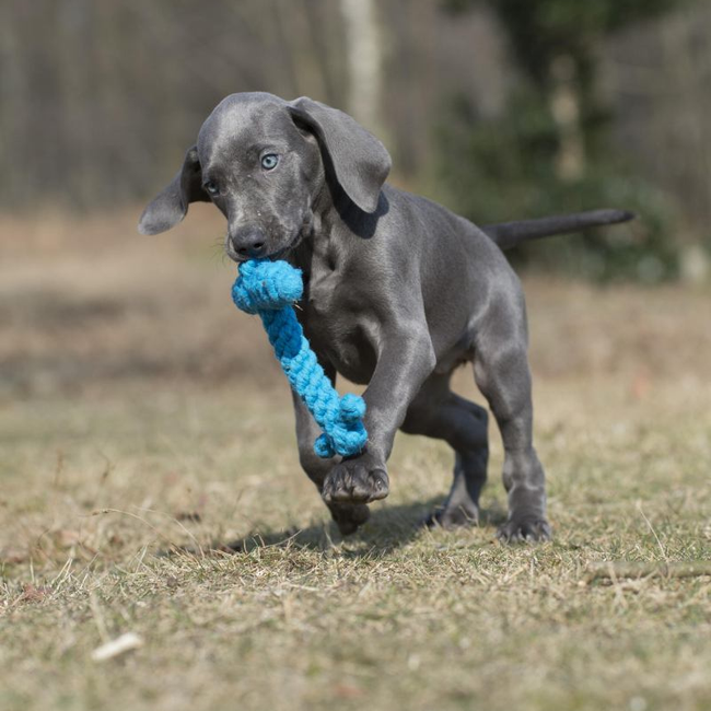 Chiot jouant avec un jouet ancre marine