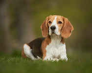 Beagle