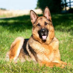 Berger Allemand