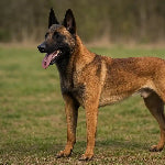 Berger Malinois