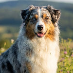 Berger Australien