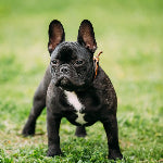Bouledogue francais