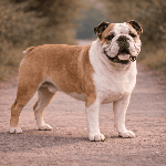 Bouledogue anglais