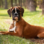 Boxer