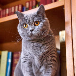 Chat British Shorthair au pelage gris uni et aux yeux ambrés, assis devant une bibliothèque.